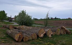 Galeria aktualności Ogłoszenie o sprzedaży drewna 2