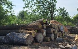 Galeria aktualności Ogłoszenie o sprzedaży drewna 1