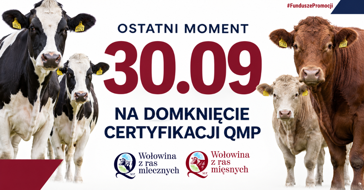 Baner promocyjny dotyczący certyfikacji QMP dla bydła. Na środku widnieje duży napis &bdquo;30.09&rdquo; oraz&nbsp;tekst &bdquo;OSTATNI MOMENT&rdquo; i&nbsp;&bdquo;NA DOMKNIĘCIE CERTYFIKACJI QMP&rdquo;. Po lewej stronie znajdują się dwie czarno-białe krowy mleczne, a&nbsp;po prawej dwie krowy rasy mięsnej. Na dole widoczne są logotypy &bdquo;Wołowina z&nbsp;ras mlecznych&rdquo; i&nbsp;&bdquo;Wołowina z&nbsp;ras mięsnych&rdquo;. W prawym g&oacute;rnym rogu znajduje się hasztag &bdquo;#FunduszePromocji&rdquo;