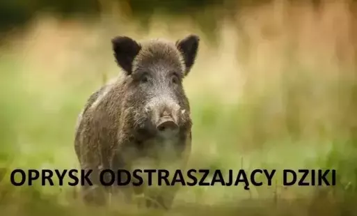 Napis oprysk odstraszający dziki, w tle dzik na polanie
