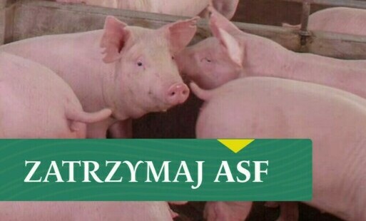 Zielony prostokąt z białym napisem Zatrzymaj ASF w tle kilka świń w chlewie