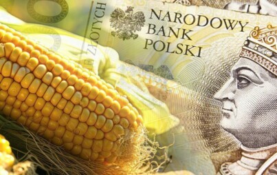 Po lewej stronie kolba kukurydzy przechodząca w banknot o nominale 200 zł po prawej. Zdjęcie ze strony https://www.gov.pl/web/arimr/doplaty-do-kukurydzy--wnioski-do-29-lutego-biura-powiatowe-czynne-dluzej2 