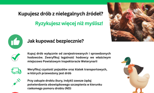 „Plakat informacyjny Inspekcji Weterynaryjnej. Zawiera hasła ostrzegające przed kupowaniem drobiu z nielegalnych źródeł oraz krótkie wskazówki, jak kupować bezpiecznie. Tekst podkreśla ryzyko chorób zakaźnych i zachęca do kontaktu z Powiatowym Lekarzem We