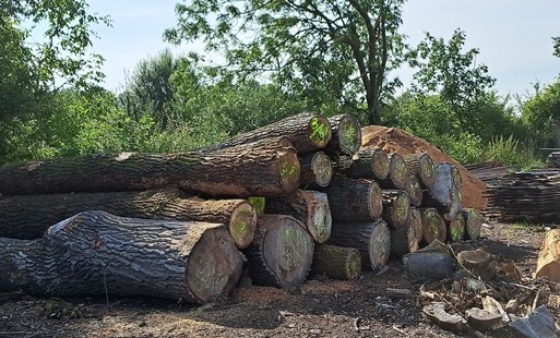Oznakowane Kłody drewna na ziemi w tle las