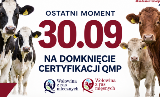 Baner promocyjny dotyczący certyfikacji QMP dla bydła. Na środku widnieje duży napis „30.09” oraz tekst „OSTATNI MOMENT” i „NA DOMKNIĘCIE CERTYFIKACJI QMP”. Po lewej stronie znajdują się dwie czarno-białe krowy mleczne, a po prawej dwie krowy rasy mięsnej. Na dole widoczne są logotypy „Wołowina z ras mlecznych” i „Wołowina z ras mięsnych”. W prawym górnym rogu znajduje się hasztag „#FunduszePromocji”